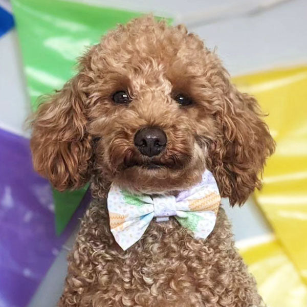 Chester's Llama Party Dog Bow Tie