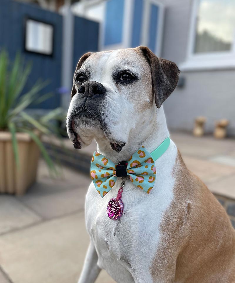 Roxy the Boxer wearing a mint leopard print bow tie