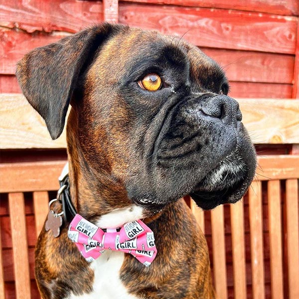 Birthday Girl Dog Bow Tie