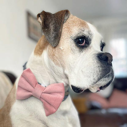 Blush Pink Corduroy Dog Bow Tie