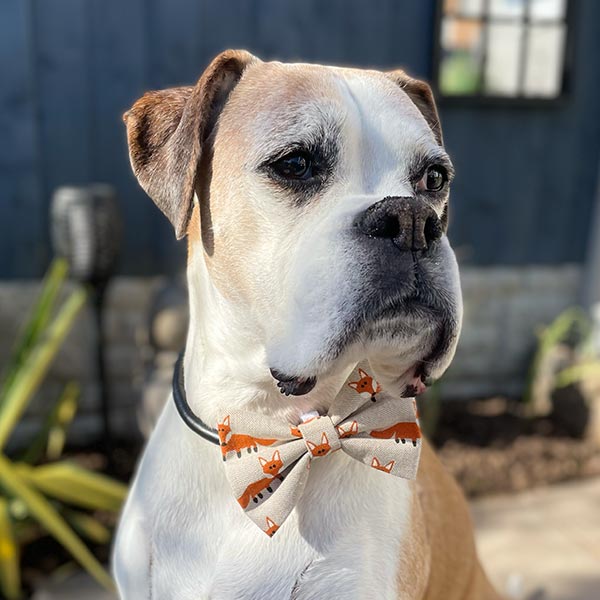 Fabulous Mr Fox Dog Bow Tie