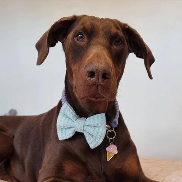 Mint Green Waffle Dog Bow Tie