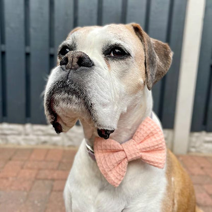 Peach Waffle Dog Bow Tie