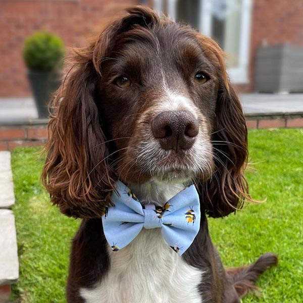 Queen Bee Blue Dog Bow Tie