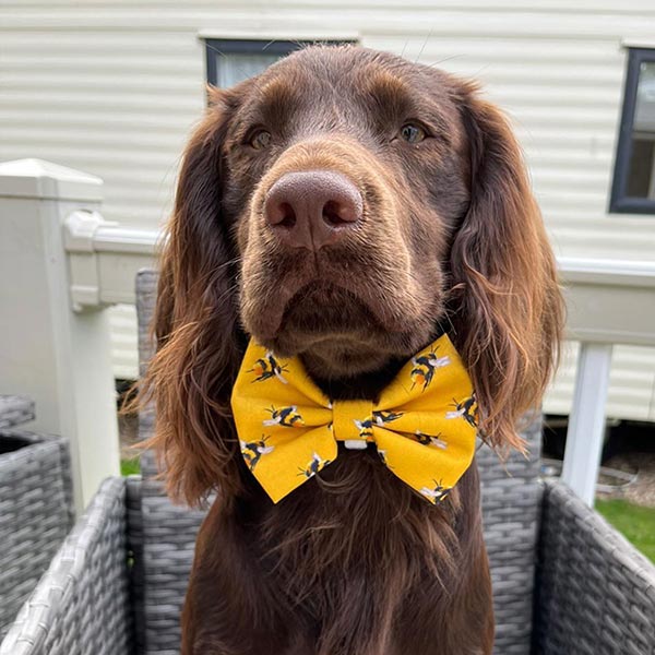 Queen Bee Yellow Dog Bow Tie