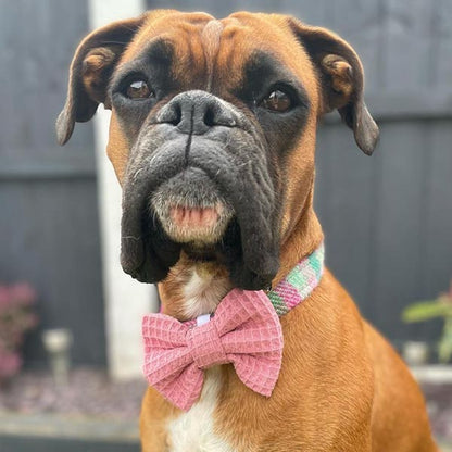 Rose Pink Waffle Dog Bow Tie