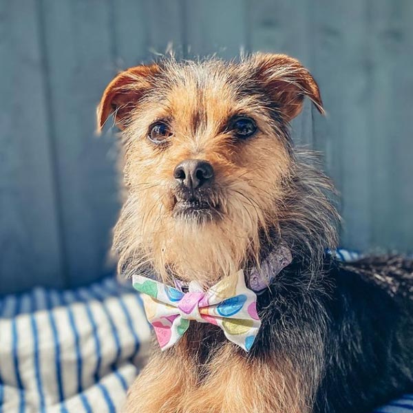 Sweet Hearts Dog Bow Tie